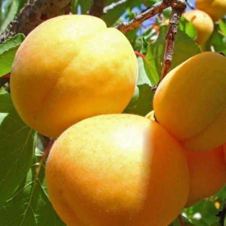Абрикос Ананасный (Трехлетний, ОКС)