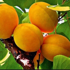 Абрикос Олимп (Двухлетний, ОКС)