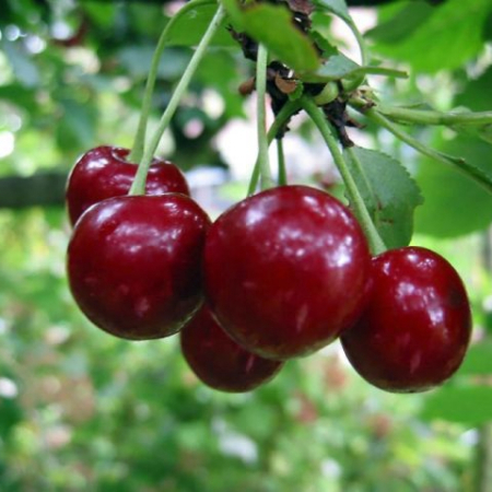 Вишня Шалунья (Трехлетний, ОКС)
