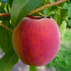 Персик Манон (Трёхлетний, ОКС)
