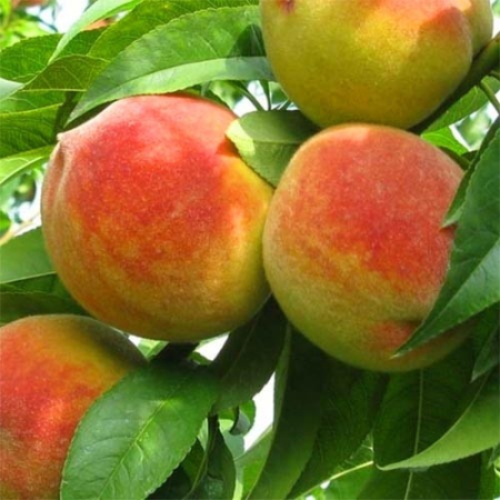 Персик Киевский Ранний (Трёхлетний, ОКС)