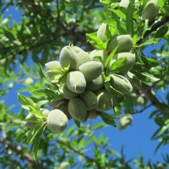 Миндаль Ялтинский (Двухлетний, ОКС)
