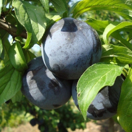 Слива Ханум (Трехлетний, ОКС)