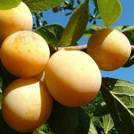 Слива Янтарная Млиевская (Трехлетний, ОКС)
