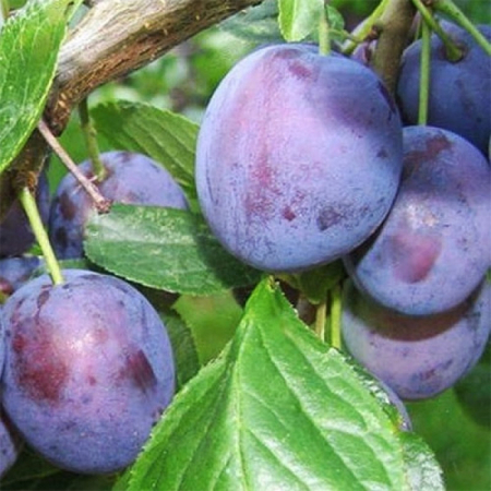Cлива Амерс (Трехлетний, ОКС)