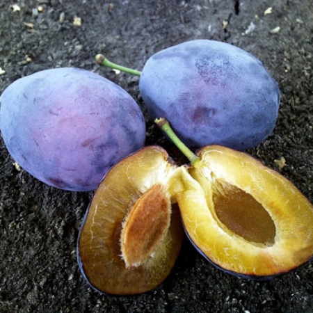 Cлива Амерс (Трехлетний, ОКС)