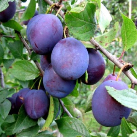 Слива Анна Шпет (Трехлетний, ОКС)