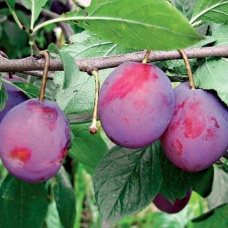 Слива Анна Шпет (Трехлетний, ОКС)