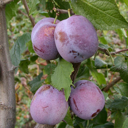 Слива Анна Шпет (Трехлетний, ОКС)