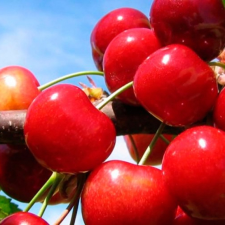 Черешня Франц Иосиф (Трехлетний, ОКС)