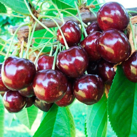 Черешня Стаккато (Трехлетний, ОКС)