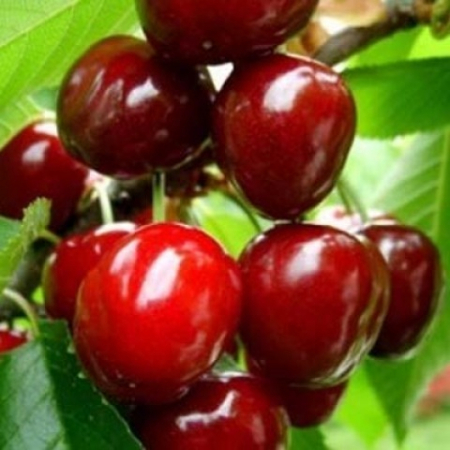 Черешня Крупноплодная (Трехлетний, ОКС)