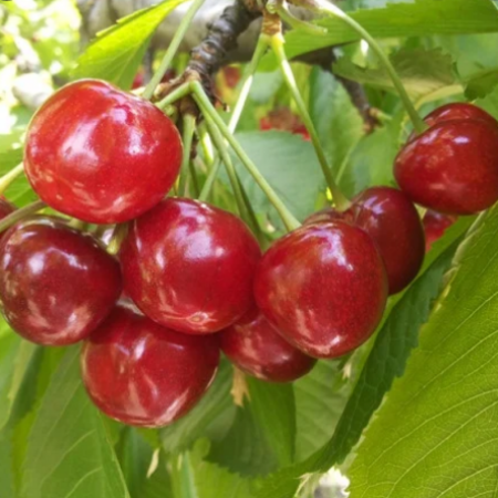 Черешня Анонс (Трехлетний, ОКС)
