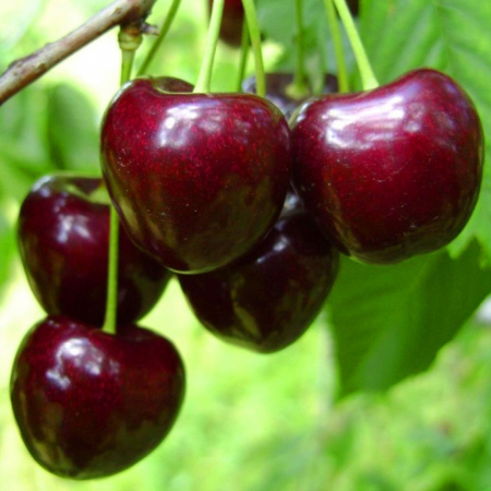 Черешня Кордия (Трехлетний, ОКС)