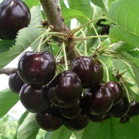 Черешня Уголек (Трехлетний, ОКС)