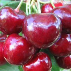 Черешня Аннушка (Трехлетний, ОКС)