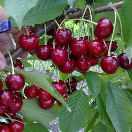 Черешня Аннушка (Трехлетний, ОКС)