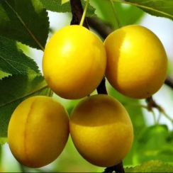 Алыча Гек (Трехлетний, ОКС)