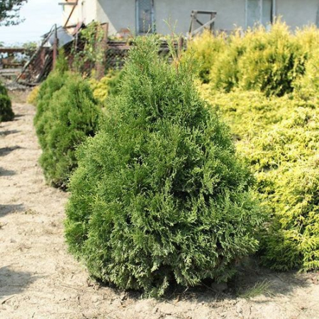 Туя Западная Микки (40-50 см, ЗКС)