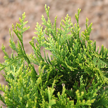 Туя складчатая Корник  (40-45 см, горшок С7,5)