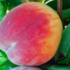 Персик Т-5 Топ Свит (Однолетний, ОКС)