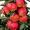 Яблоня колоновидная Рондо (Двухлетний, ОКС)