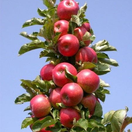 Яблоня колоновидная Рондо (Двухлетний, ОКС)