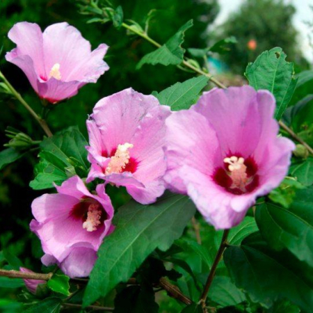 Гібіскус деревоподібний рожевий (15-25 см, ЗКС)
