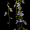 Пухирчатка Utricularia Calicyfida (20 штук)