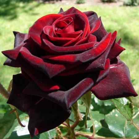 Троянда Чорна Магія (Однорічний, ГКС)