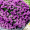 Алиссум Фиолетовая Королева (0,2г,  Leda Agro)