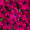Петуния Пурпурная,  Афродита F1 (10шт,  Leda Agro)
