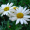 Хризантема Ромашка Багаторічна, Аляска (0,4г, Leda Agro)