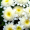 Хризантема Білі Зірки (0,2г, Leda Agro)