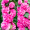 Мальва Махровая розовая, Майоретте (0,2г,  Leda Agro)