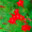 Ипомея Красная, Кипарисовая лоза (0,2г,  Leda Agro)