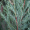Ялівець скельний Скайрокет (15-20 см, горщик Р9)