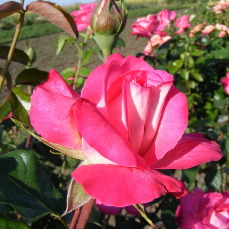 Троянда Ейфелева Башта (Однорічний, ЗКС)