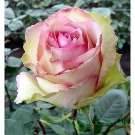Троянда Есперанса (Однорічний, ЗКС)