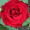 Троянда Оклахома (Однорічний, ЗКС)