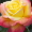 Троянда Східний Експрес (Однорічний, ЗКС)