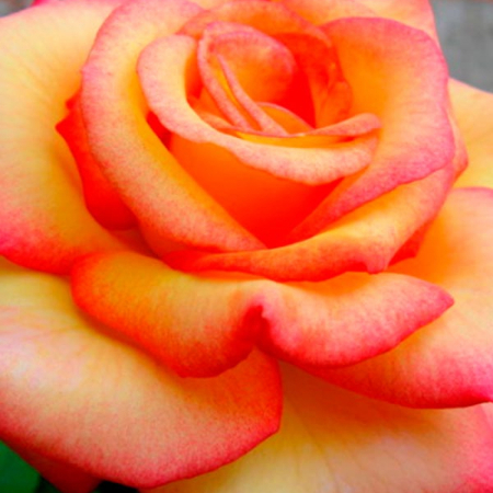 Троянда Схід Сонце (Однорічний, ЗКС)