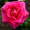 Троянда Шок Версилія (Однорічний, ЗКС)