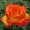 Троянда Тукан (Однорічний, ЗКС)