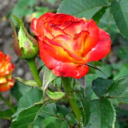 Троянда Тукан (Однорічний, ЗКС)