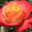 Троянда Утопія (Однорічний, ЗКС)
