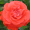 Троянда Майнтауер (Однорічний, ЗКС)