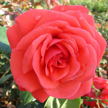 Троянда Майнтауер (Однорічний, ЗКС)