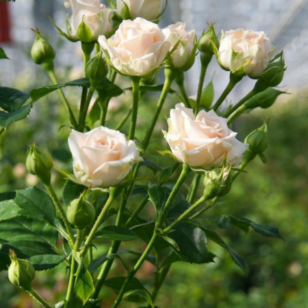 Троянда Яна (Однорічний, ЗКС)