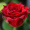 Троянда Мірабель (Однорічний, ЗКС)